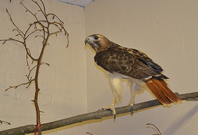 Rudy the Red Hawk Front
