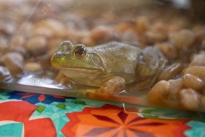 Frog on exhibit