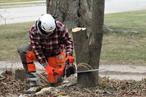 Arboriculture student fells a tree