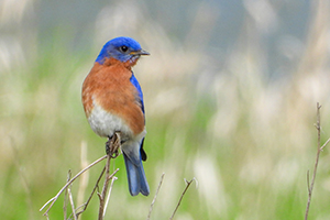 Bluebird in a field