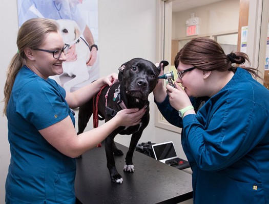 Large animal clinical procedures for shops vet technicians