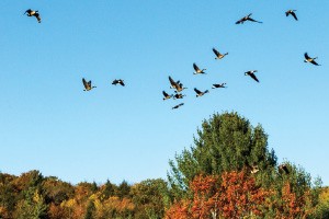 Migratory geese flying over trees with autumn colors