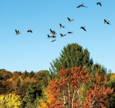 Migratory geese flying over trees with autumn colors